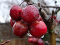 2012-0124-1230_Crab_Apples_7.0C